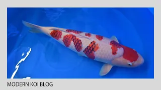 Modern Koi Blog #5152 - Der wahrscheinlich beste Jumbo Ai-goromo der Welt