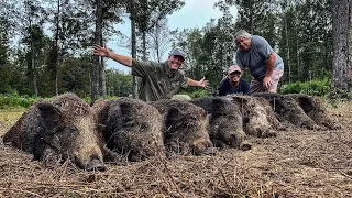 North Carolina couple comes  to drag trapped wild hogs.
