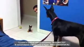 Пугливый доберман scared doberman)