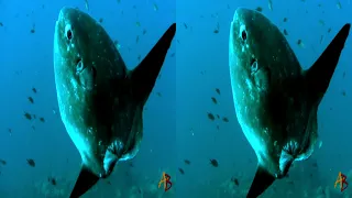 Underwater video of 2021 3D SBS