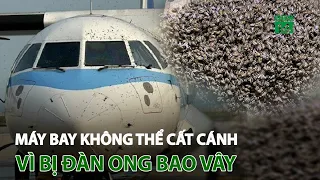 Máy bay không thể cất cánh vì bị đàn ong bao vây | VTC14