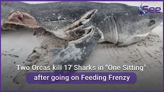 Two Orcas kill 17 Sharks in "One Sitting" after going on Feeding Frenzy