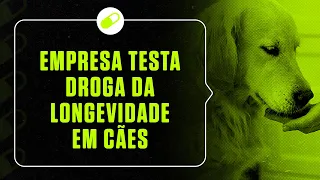 Empresa testa droga da longevidade em cães