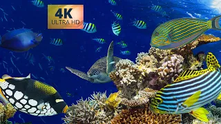 Amazing Underwater World 4k | Beautiful Relaxing Music | Calming Music