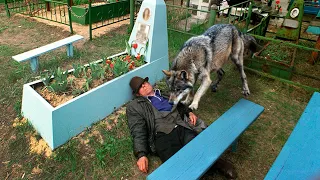 Волк вытащил дедушку с того света, когда тот упал замертво прямо на кладбище