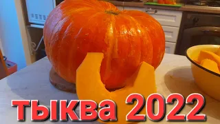 68.Тыква 2022//Компостная яма//Собираю урожай