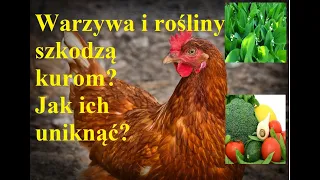 Odcinek 118 Czym nie karmić kur? Jak to wpływa na ich organizm?