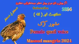 female quail calling female batair ki awaz female batair voice maadi batair ki awaz Masood mangrio