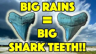 Big Rains Uncover Big Shark Teeth! [So Many GIANT Fossils]