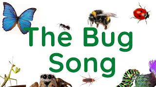 The Bug Song - a fun ESL song about bugs.