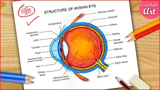 How to draw Labeled Human Eye diagram drawing / Colorful Eye Diagram - step by step easily