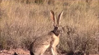 A REALLY BIG JACKRABBIT  !!!!!!!!!