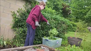 Overgrown Thicket of Forsythia Hedge Pruning May 2024 Zone 7a | ASMR Yard Work | Outside Sounds