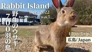 [Rabbit Island, JAPAN] Rabbit paradise🐰 Visiting an island with 700 wild rabbits🐇Okunoshima. 大久野島