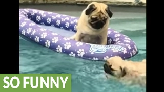 Pug puppy's priceless first swimming lesson