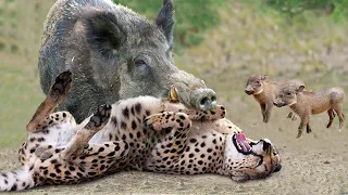 Too Reckless! Mother Warthog Bravely Rushed To Bite Leopard Head And Defeat It To Save Her Baby