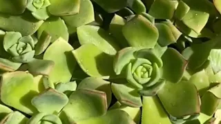 A13-Succulent Propagation: Nurturing New Growth from Cuttings