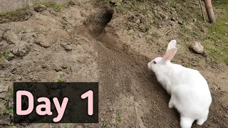 Rabbit Digging Home | Is She Pregnant | New Zealand White | Bunny The Builder