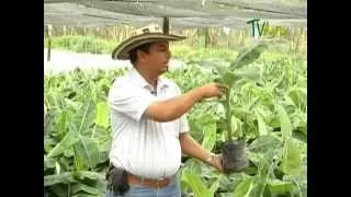 Cómo Cultivar Banano Orgánico - TvAgro por Juan Gonzalo Angel