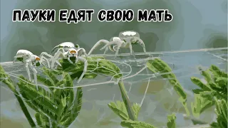 Пауки едят свою мать