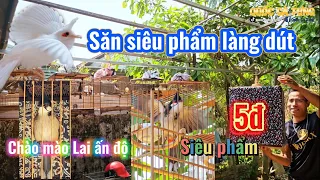 Bắt gặp chào mào Ấn Độ lai chào mào Việt trong làng khi đi săn chiến binh