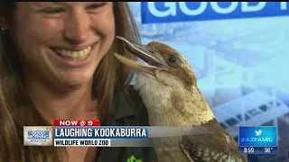 Meet the Laughing Kookaburra