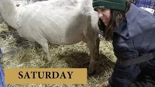7 Days of Lambing (SATURDAY): Vlog 133
