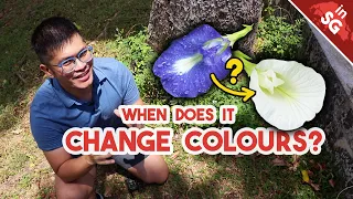 What Colour is Your Clitoria ternatea? | Butterfly Pea Flowers