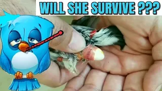 How to save an egg bound bird