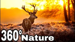 Virtual Nature 360° | Best Experience So Far 4K Video