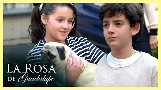 La Rosa de Guadalupe: ¡Amalia y Elías se enamoran! | Cómo olvidarte