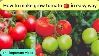 Easy Way To Grow Tomato Plant in Plastic Hanging Bottles | Growing Tomatoes from Seed #garden