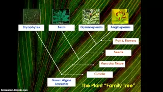 How did plants Evolve?