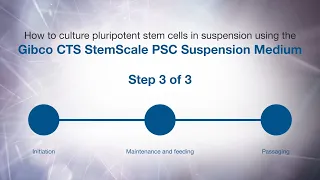 How to culture PSCs in suspension using Gibco CTS StemScale PSC Suspension Medium: Passaging