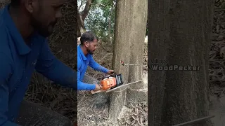 Acacia forest riskest tree cutting and fell down😨😨😨!!! #dangerous #treefelling