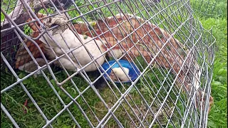 Наседка вывела цыплят/Уход за цыплятами с 1-го дня жизни/Содержание,кормление,пропаивание/Chickens