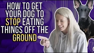 HOW TO GET YOUR DOG TO STOP EATING THINGS OFF THE GROUND