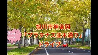 #132【ぼっちナース💉】令和３年１０月３１日（ハロウィン🎃）北海道旭川市の神楽岡「プラタナス並木通り」紅葉ドライブ🚗drive