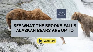 Bears at Brooks Falls in Katmai National Park Alaska