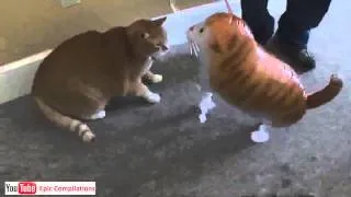 Epic Funny Cats   Cute Cats Compilation   60 minutes!! HDHQ   4