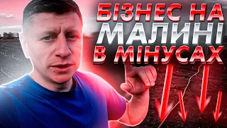 ⁉️Скільки витратили на крапельне зрошення і весь бізнес на малині. Бізнес в мінусах.