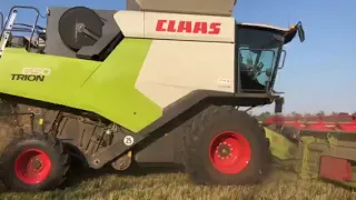 CLAAS TRION 650. Прибирання пшениці.