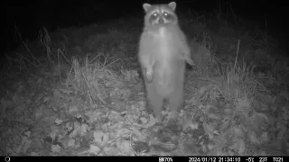 Crazy Raccoons React to Trailcam