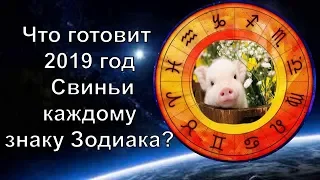 Гороскоп: Что готовит 2019 год Свиньи каждому знаку Зодиака?