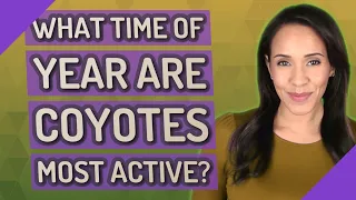 What time of year are coyotes most active?