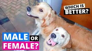 Male vs Female Golden Retrievers: How they are Different?