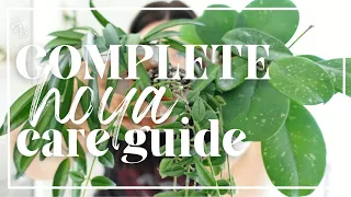 BEST Ways To Care For A HOYA | Hoya Care Guide | Wax Plant Care | Houseplant Tips & Tricks