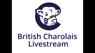 Charolais Bull Sale at Stirling 23rd October’23