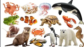 Water animals name English and Hindi. जलीय जीवों के नाम इंग्लिश और हिंदी में।