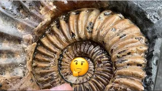 Fossil Hunting Surprise🤩(Part 3)